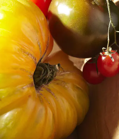 Tomatoes for  Red Pizza Sauce in Hockessin, DE